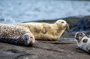 Seals near Loch Coruisk!